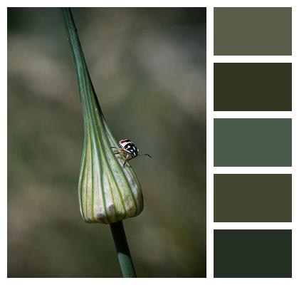 Wild Plant Onion Allium Cepa Image